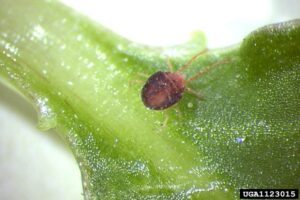 d dani Bryobia_praetiosa_Koch